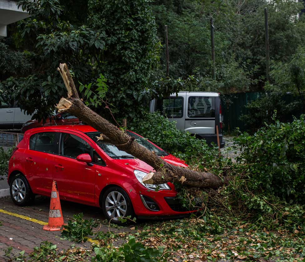 Photo of a tree fallen on a car